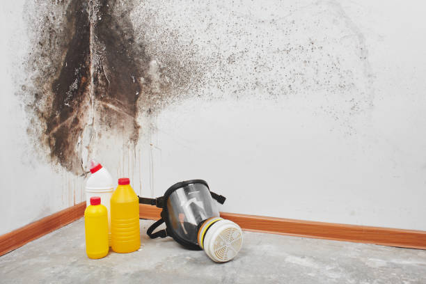 Best Residential Mold Remediation in Bay Minette, AL