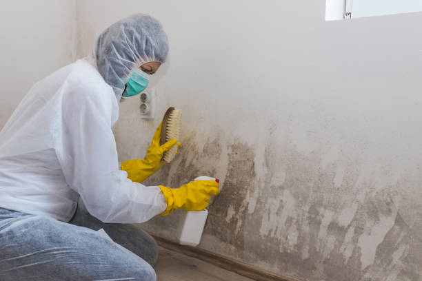 Best Post-Flood Mold Remediation in Bay Minette, AL