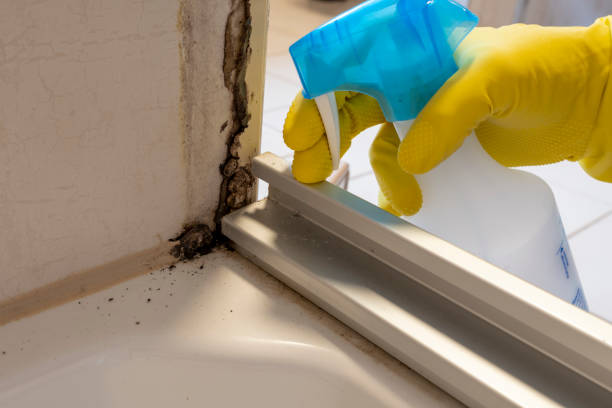 Best White Mold Remediation in Bay Minette, AL