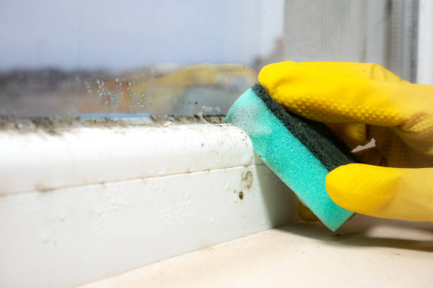 Best DIY Mold Remediation Support Services in Bay Minette, AL