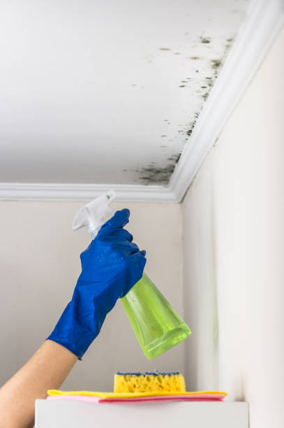 Professional Mold Remediation in Bay Minette, AL